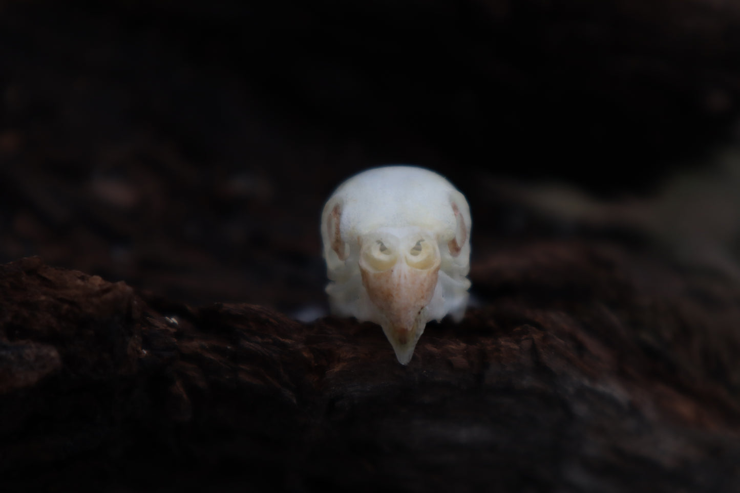 Parakeet Skull with Sclerotic Rings