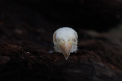 Parakeet Skull with Sclerotic Rings