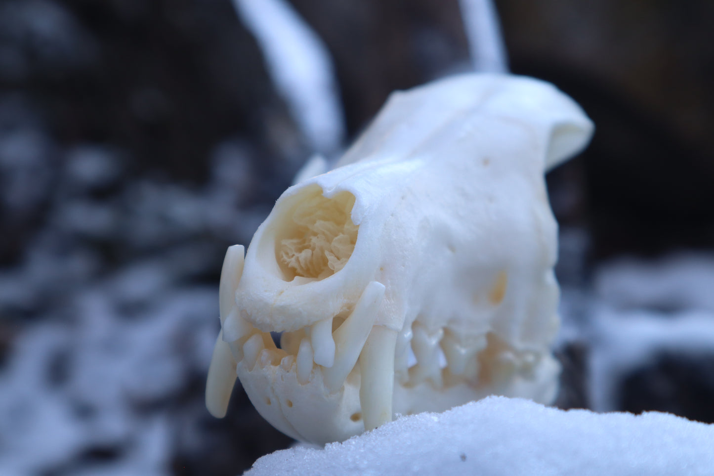 Patrial Geriatric Red Fox Skull
