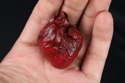 Dry Preserved Bobcat Heart
