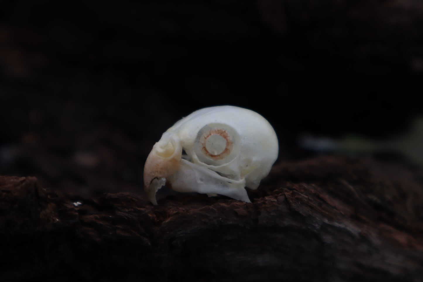 Parakeet Skull with Sclerotic Rings