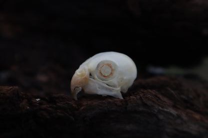 Parakeet Skull with Sclerotic Rings
