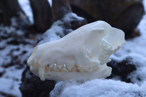 Patrial Geriatric Red Fox Skull