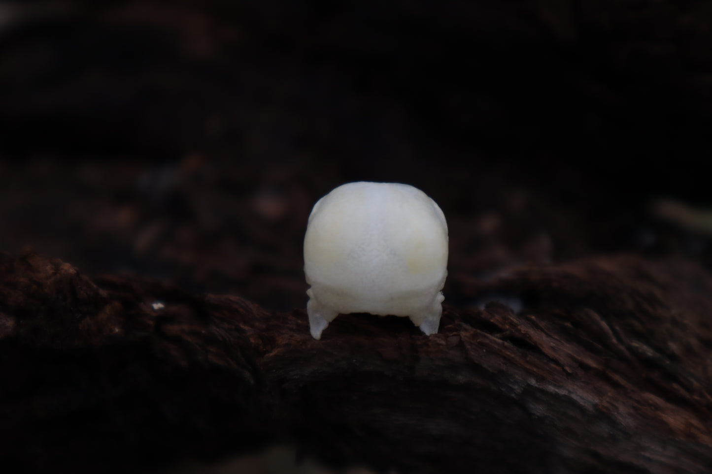 Parakeet Skull with Sclerotic Rings