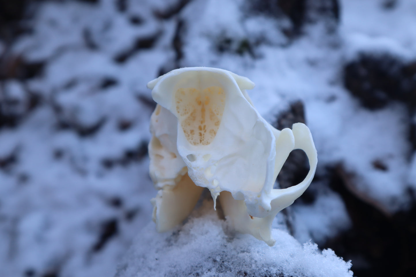 Patrial Geriatric Red Fox Skull