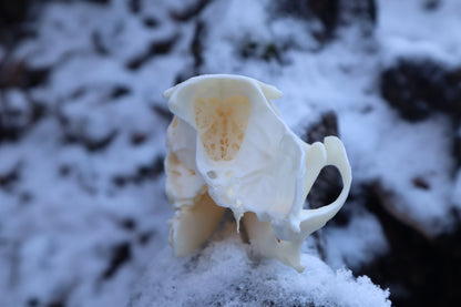 Patrial Geriatric Red Fox Skull