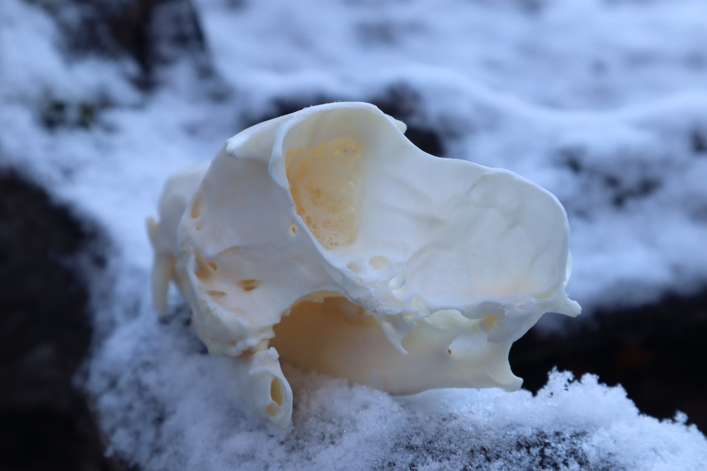 Patrial Geriatric Red Fox Skull