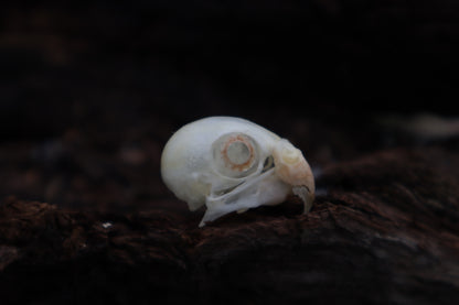Parakeet Skull with Sclerotic Rings