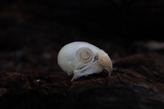 Parakeet Skull with Sclerotic Rings