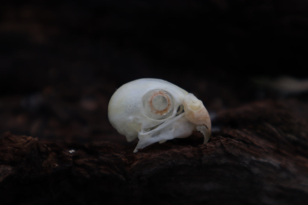 Parakeet Skull with Sclerotic Rings