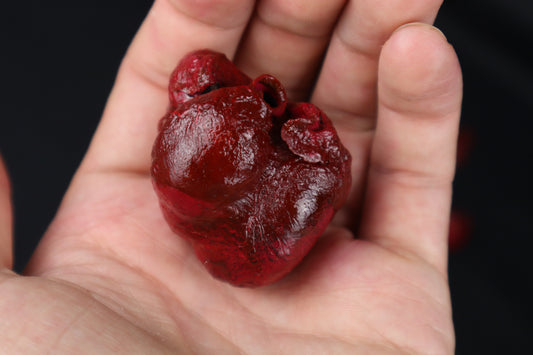 Dry Preserved Bobcat Heart