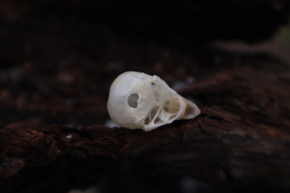 Parakeet Skull with Sclerotic Rings