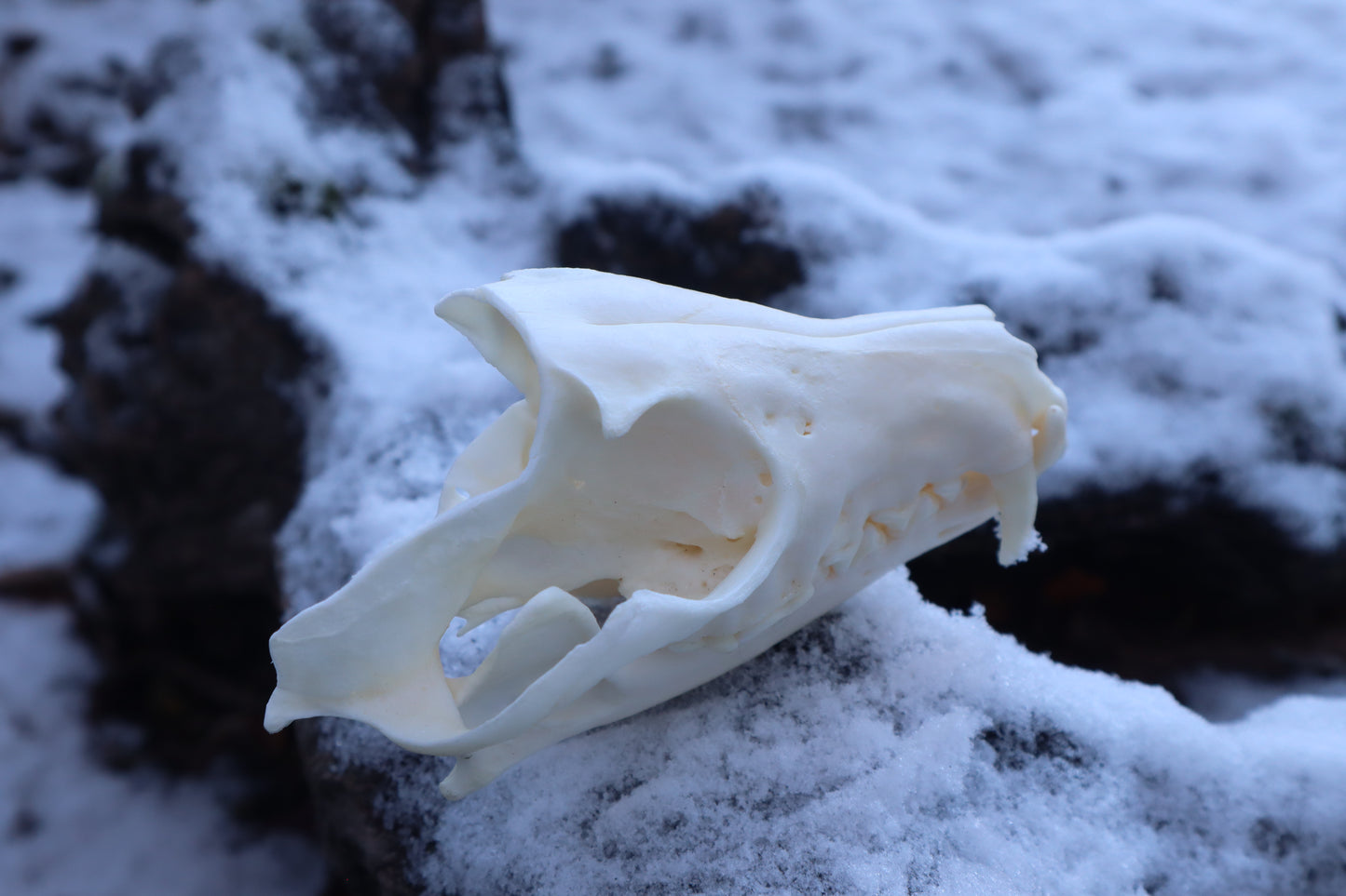 Patrial Geriatric Red Fox Skull