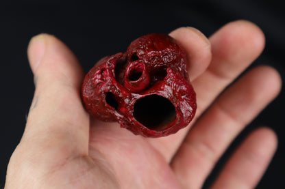 Dry Preserved Bobcat Heart