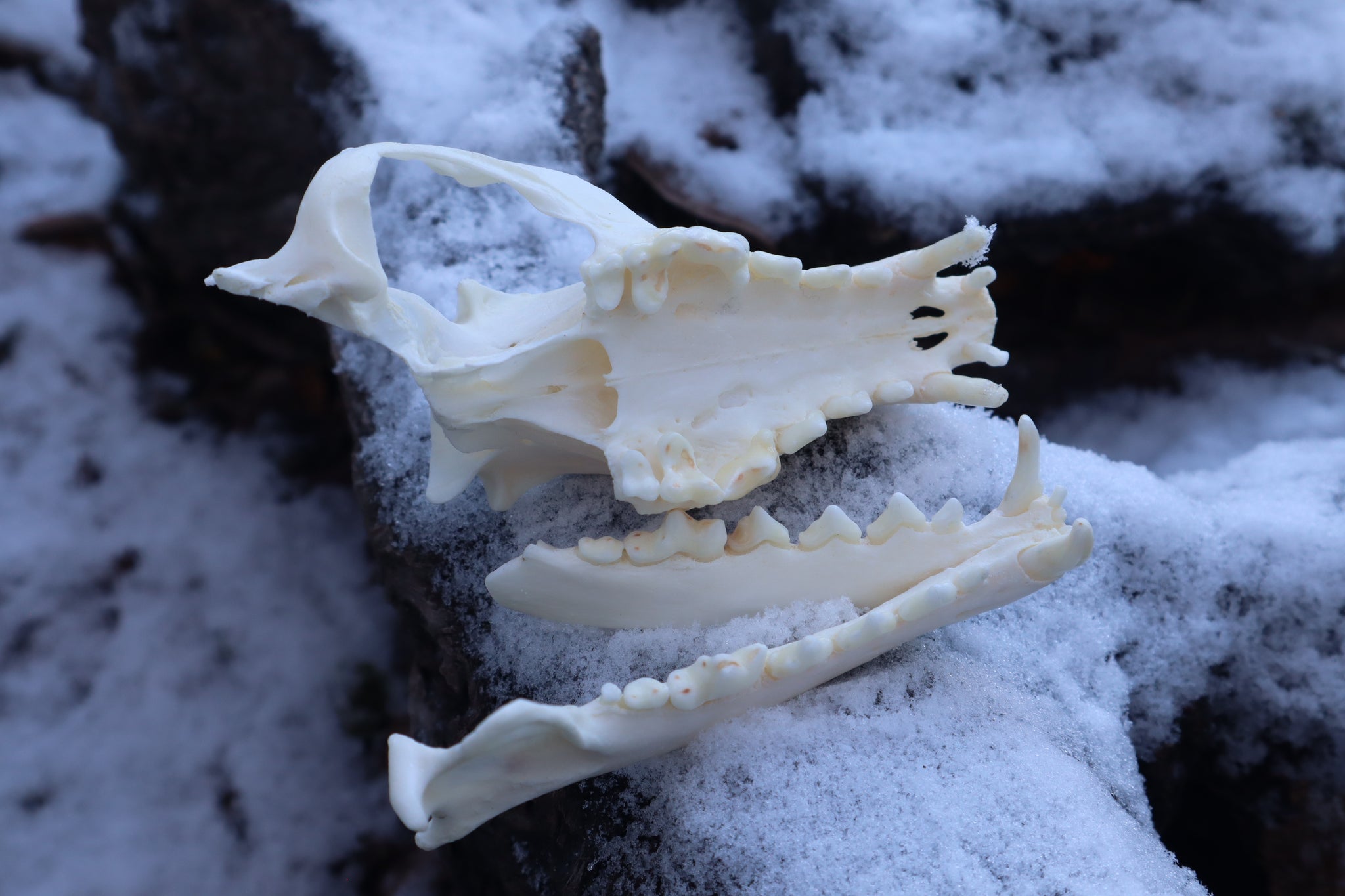 Patrial Geriatric Red Fox Skull