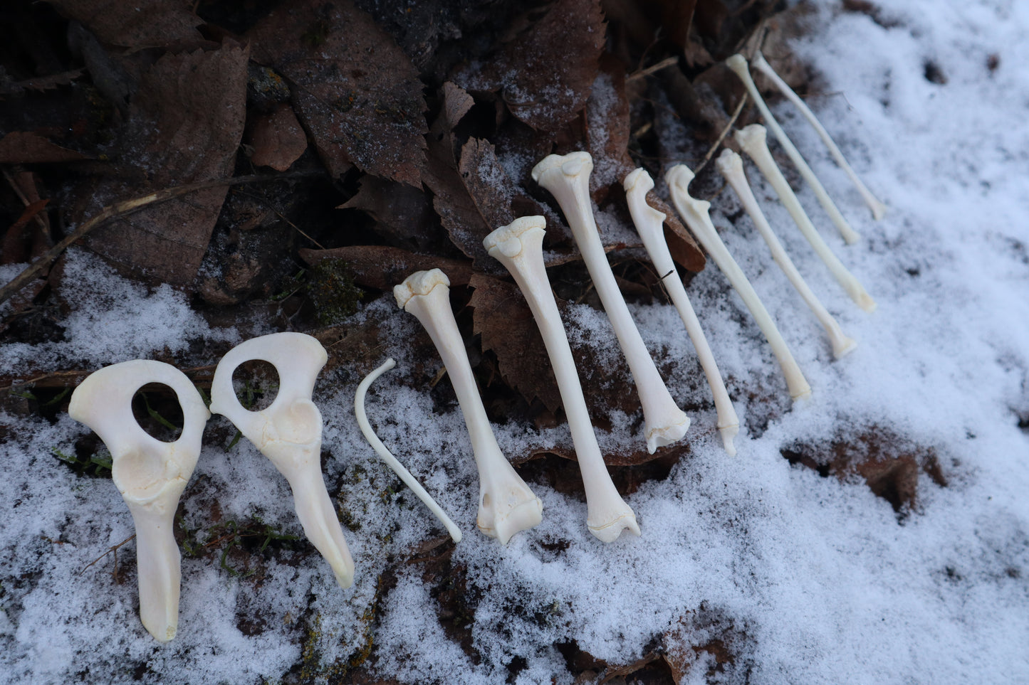 Juvenile Raccoon Bone Lot
