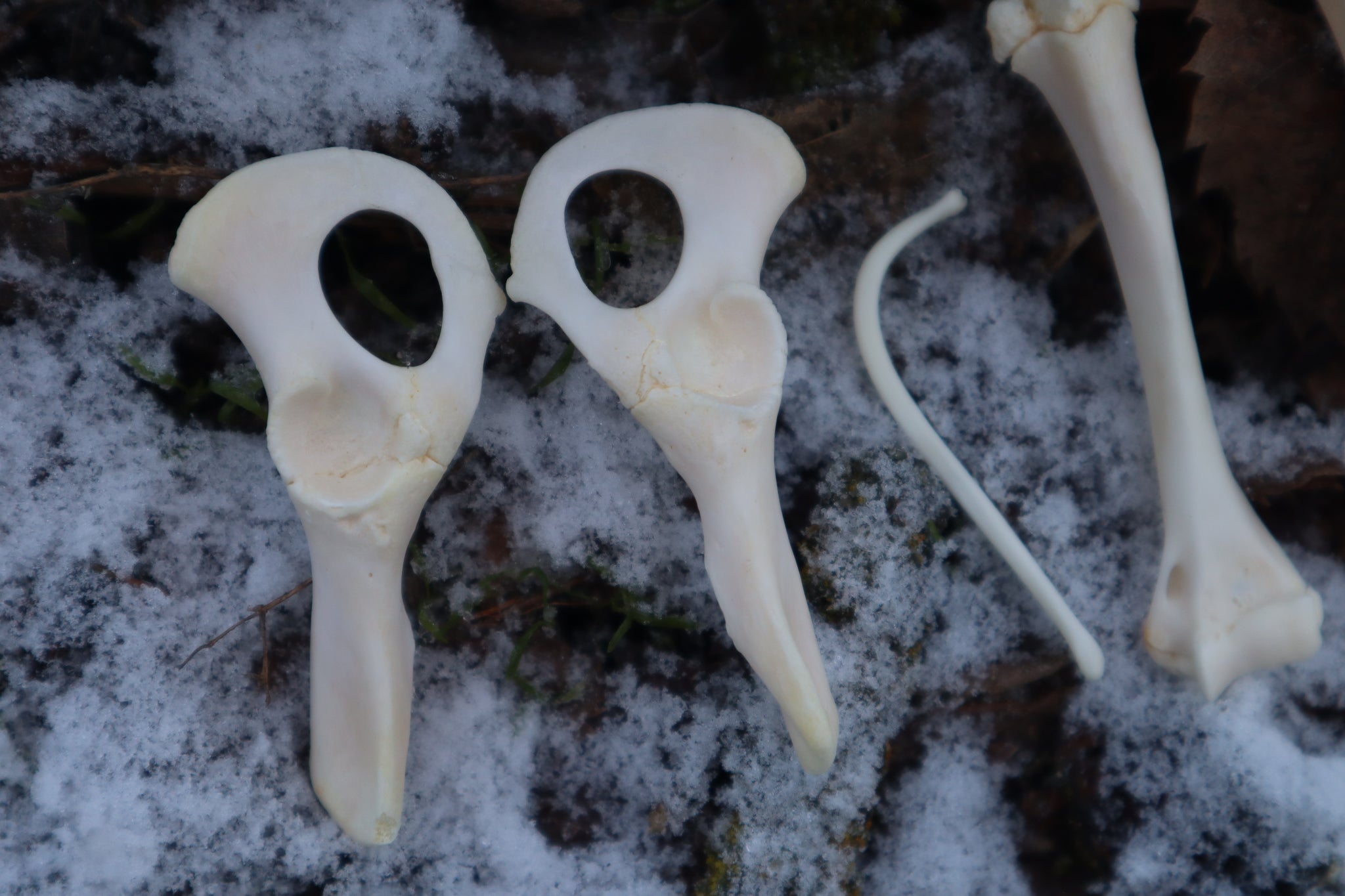 Juvenile Raccoon Bone Lot