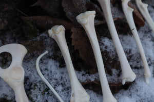 Juvenile Raccoon Bone Lot