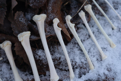 Juvenile Raccoon Bone Lot