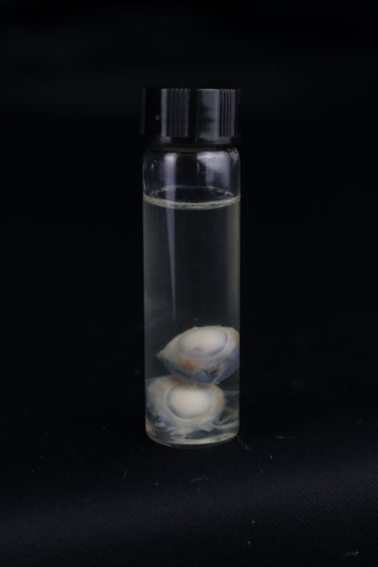 Stillborn Kitten Eyes Wet Specimen