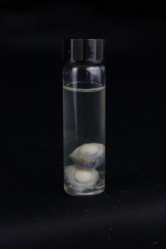 Stillborn Kitten Eyes Wet Specimen