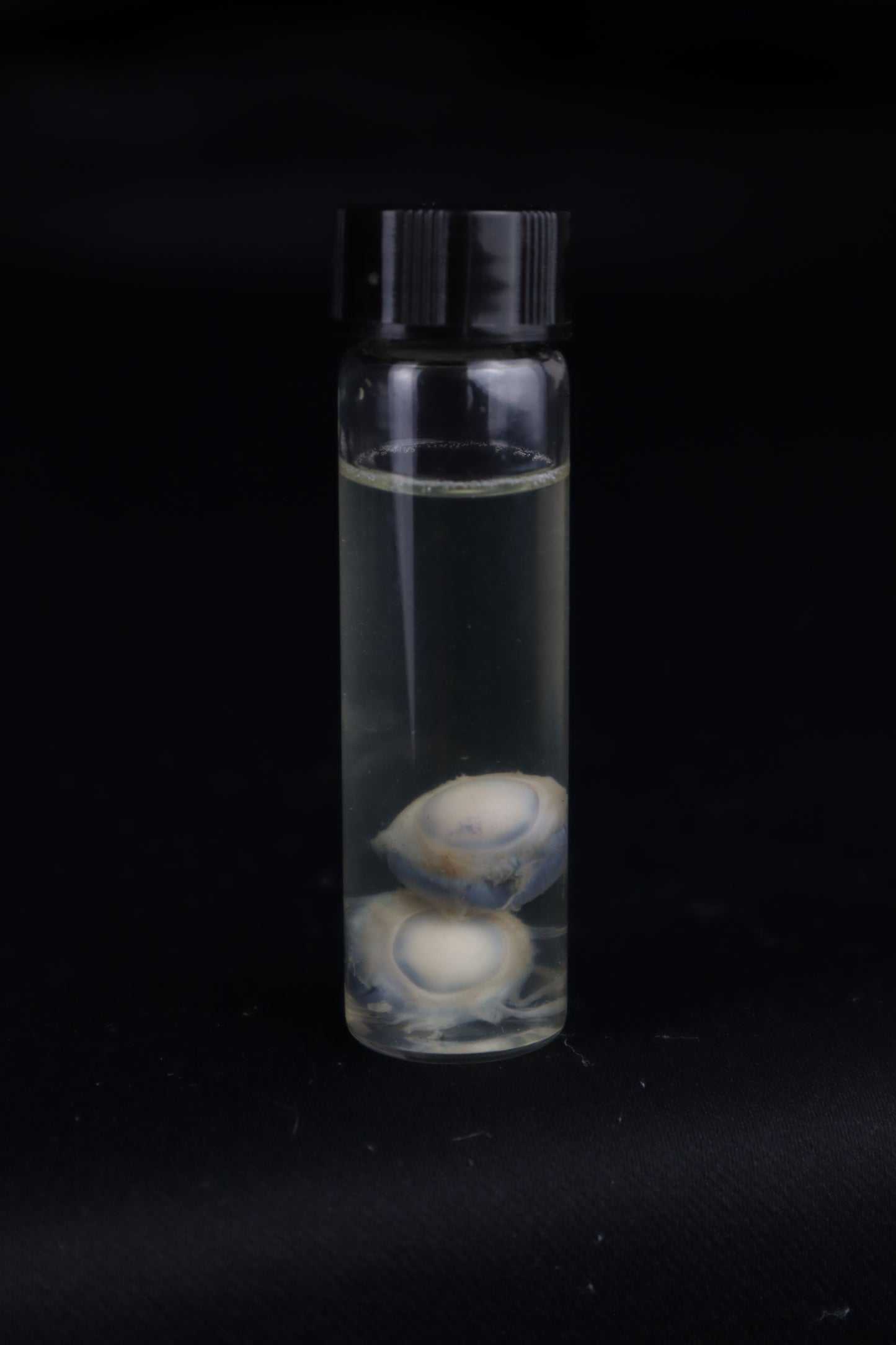 Stillborn Kitten Eyes Wet Specimen