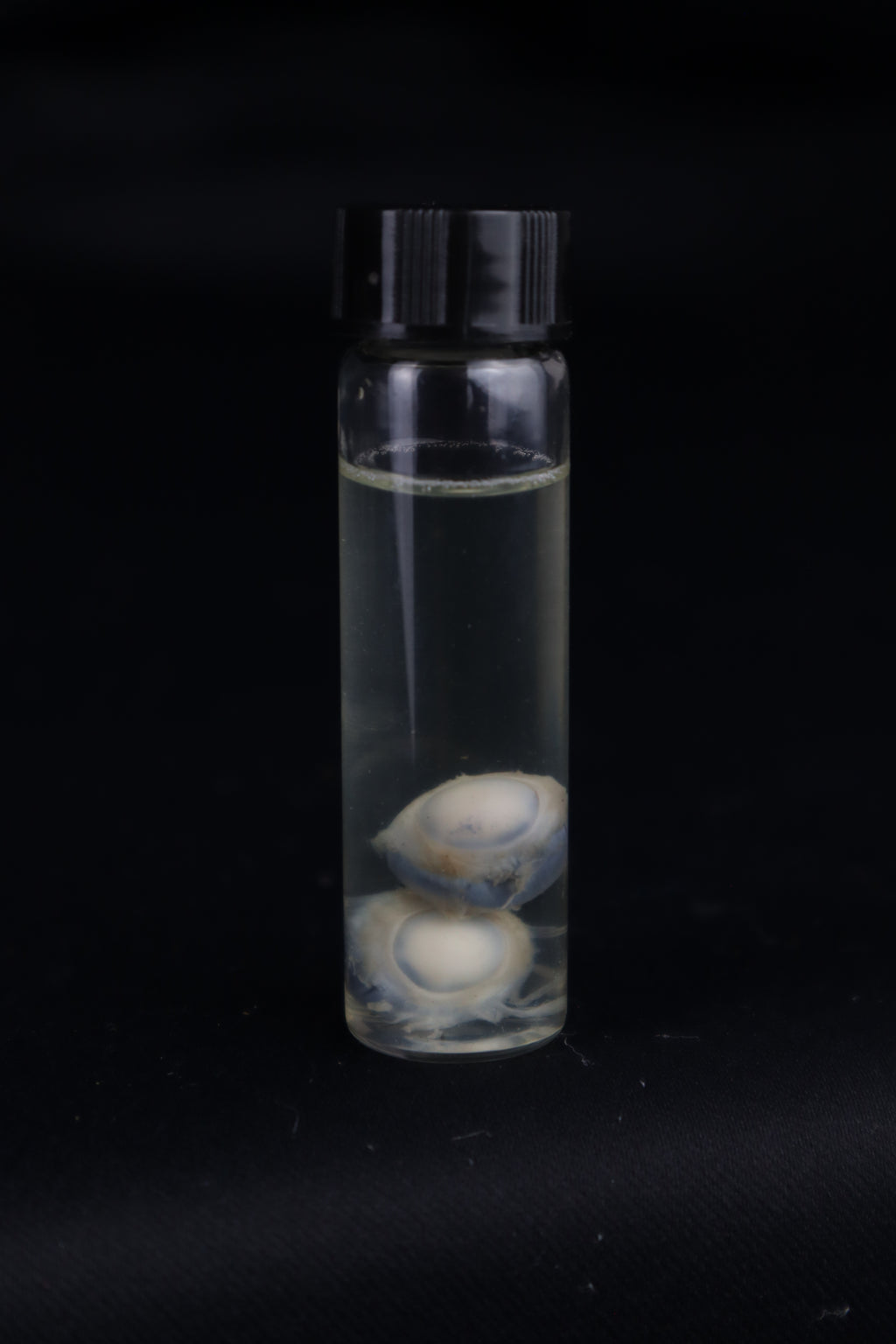 Stillborn Kitten Eyes Wet Specimen