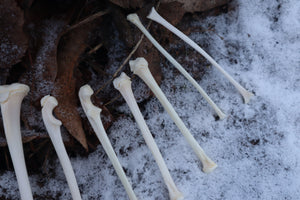 Juvenile Raccoon Bone Lot