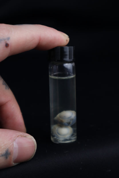 Stillborn Kitten Eyes Wet Specimen