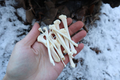 Juvenile Raccoon Bone Lot