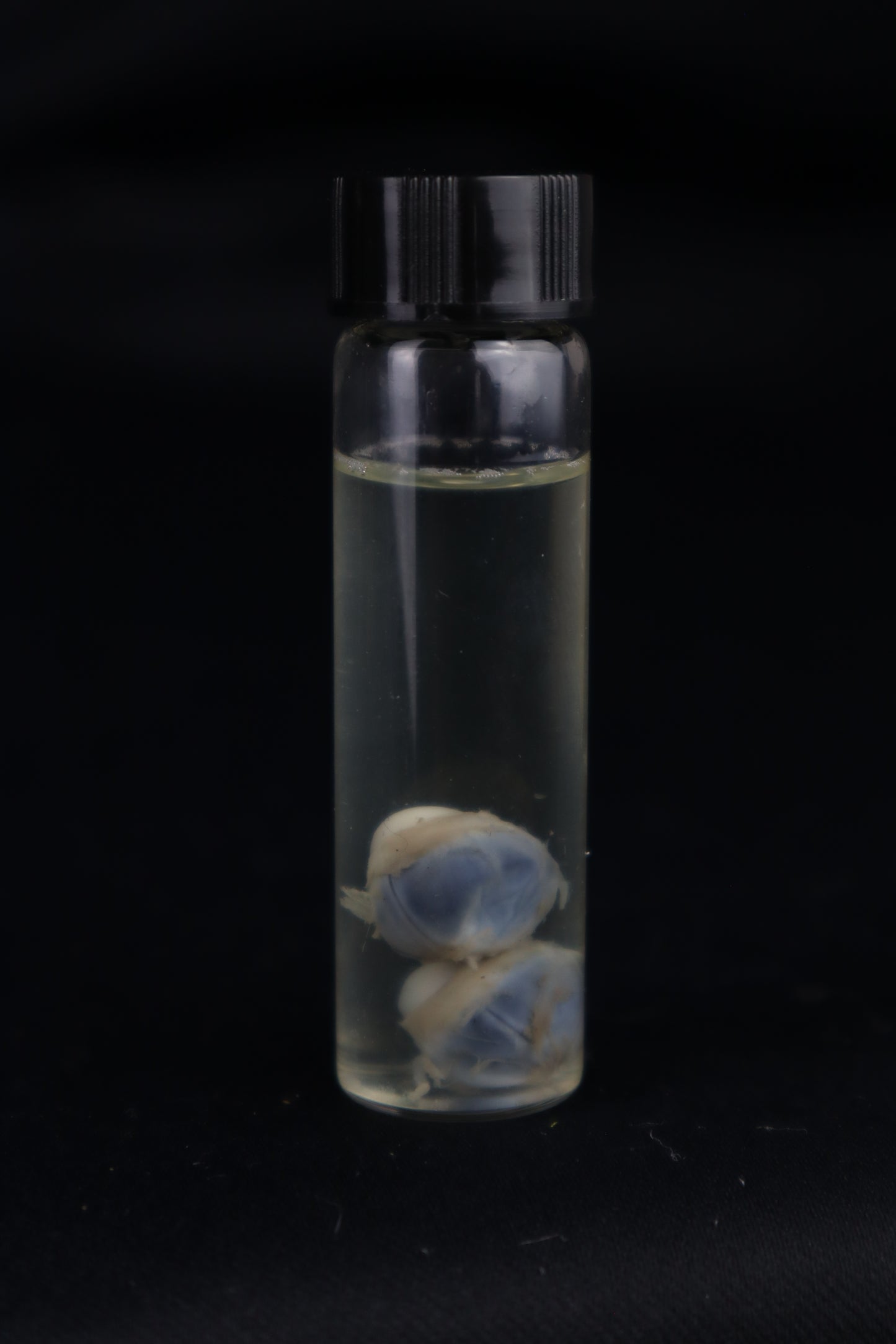 Stillborn Kitten Eyes Wet Specimen