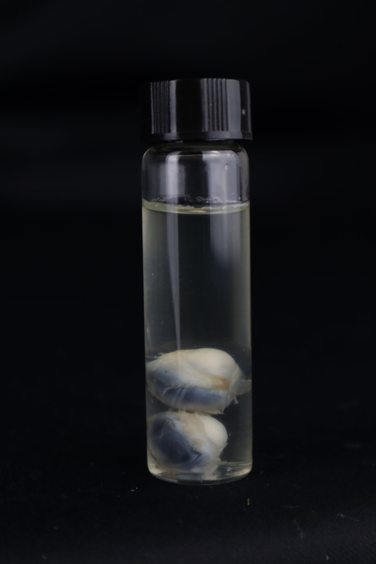 Stillborn Kitten Eyes Wet Specimen