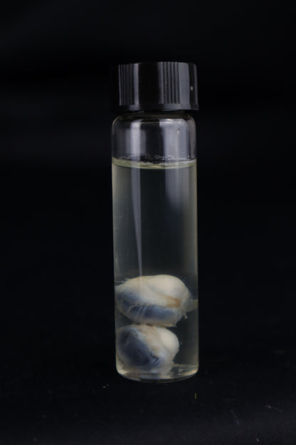 Stillborn Kitten Eyes Wet Specimen