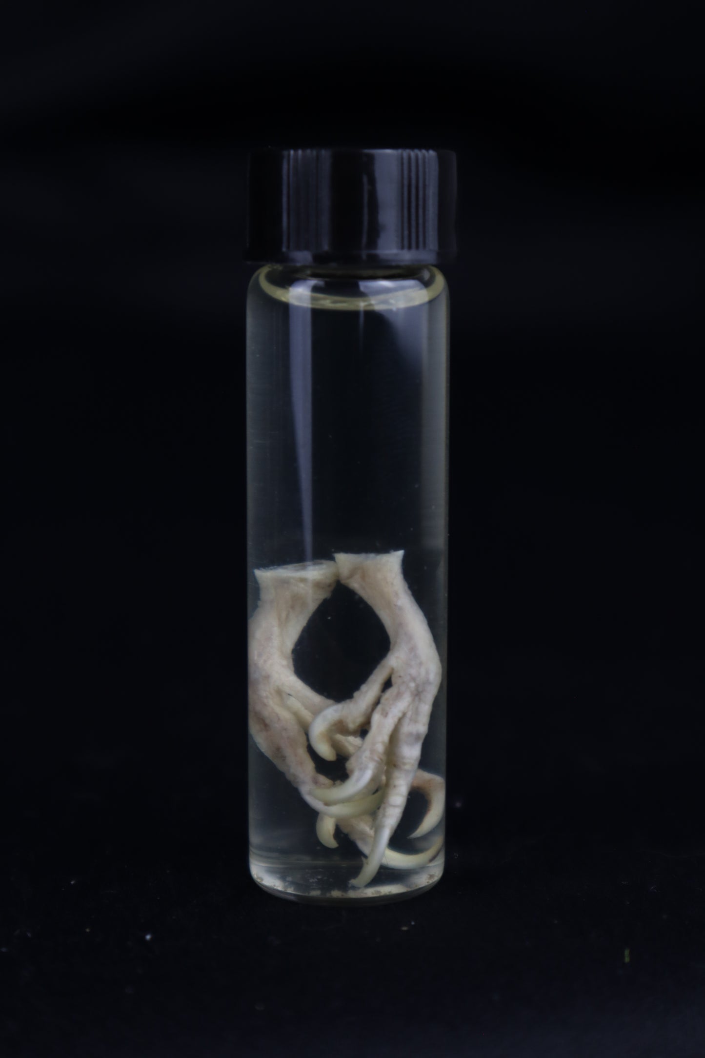 Parakeet Feet Wet Specimen