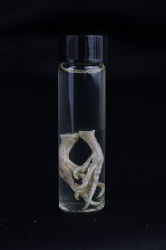 Parakeet Feet Wet Specimen