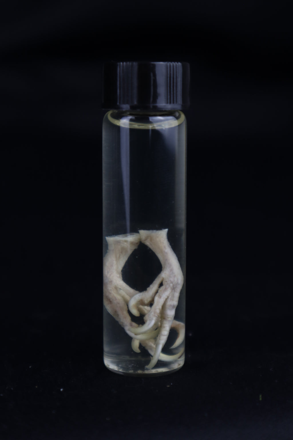 Parakeet Feet Wet Specimen