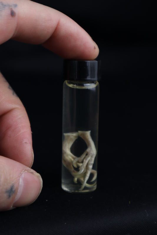 Parakeet Feet Wet Specimen