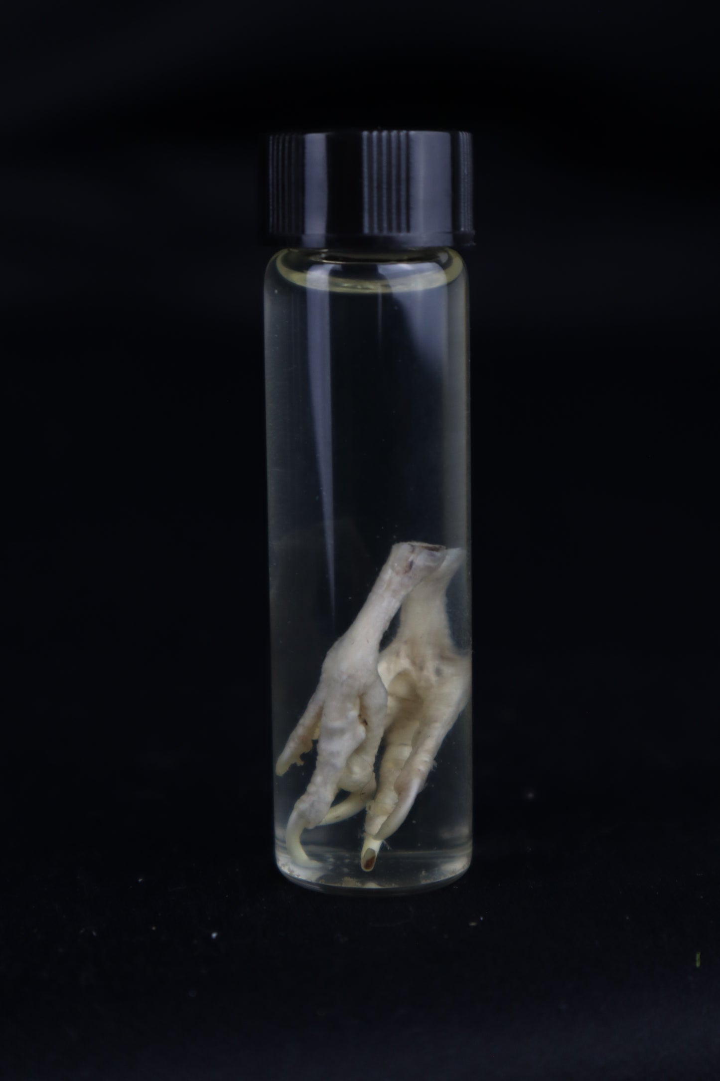 Parakeet Feet Wet Specimen