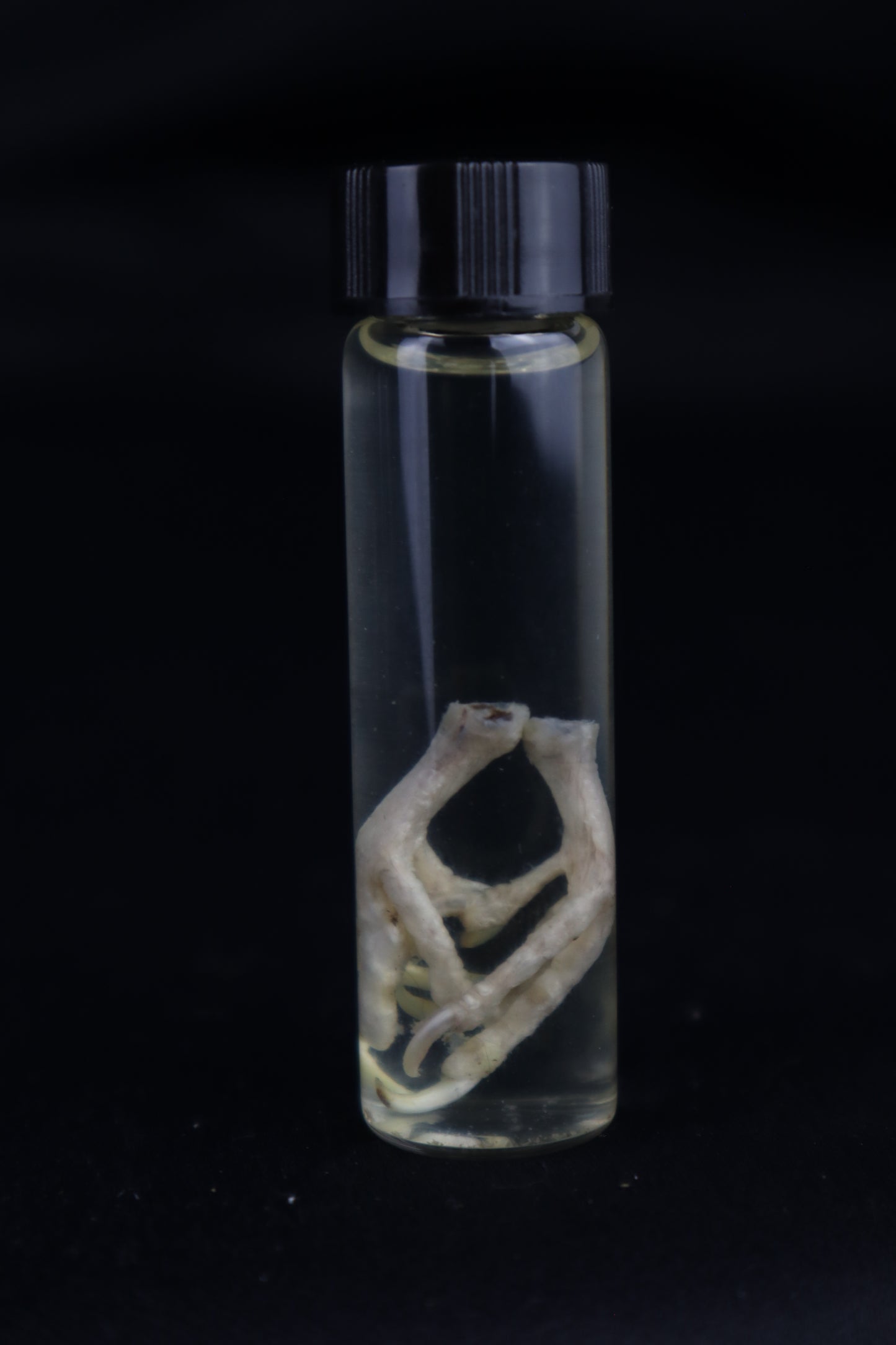 Parakeet Feet Wet Specimen