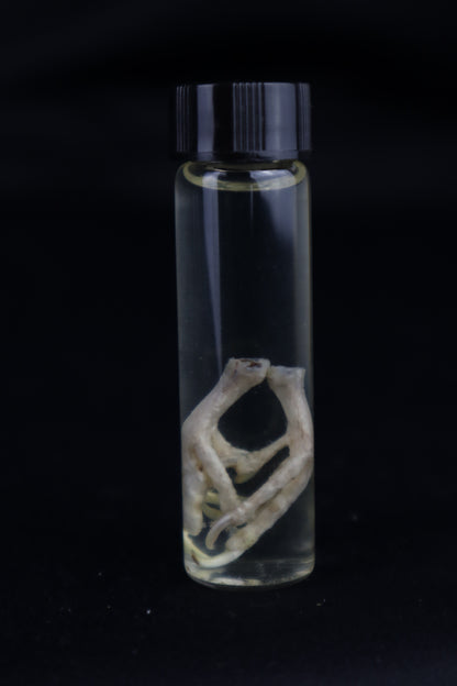 Parakeet Feet Wet Specimen
