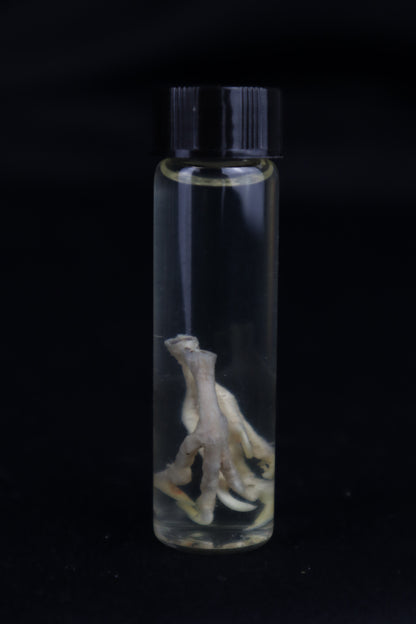 Parakeet Feet Wet Specimen