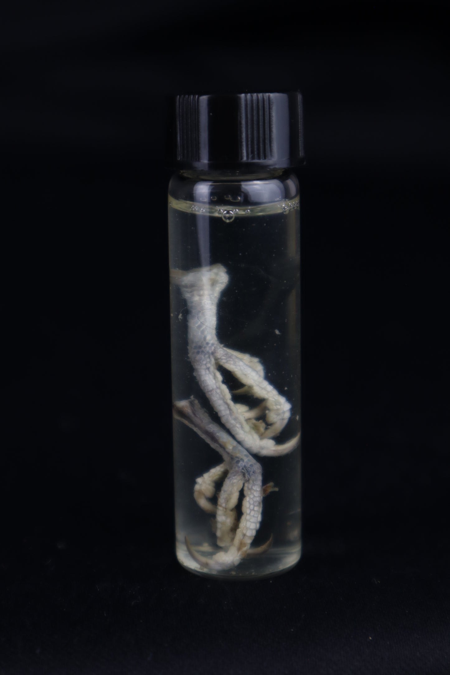 Parakeet Feet Wet Specimen