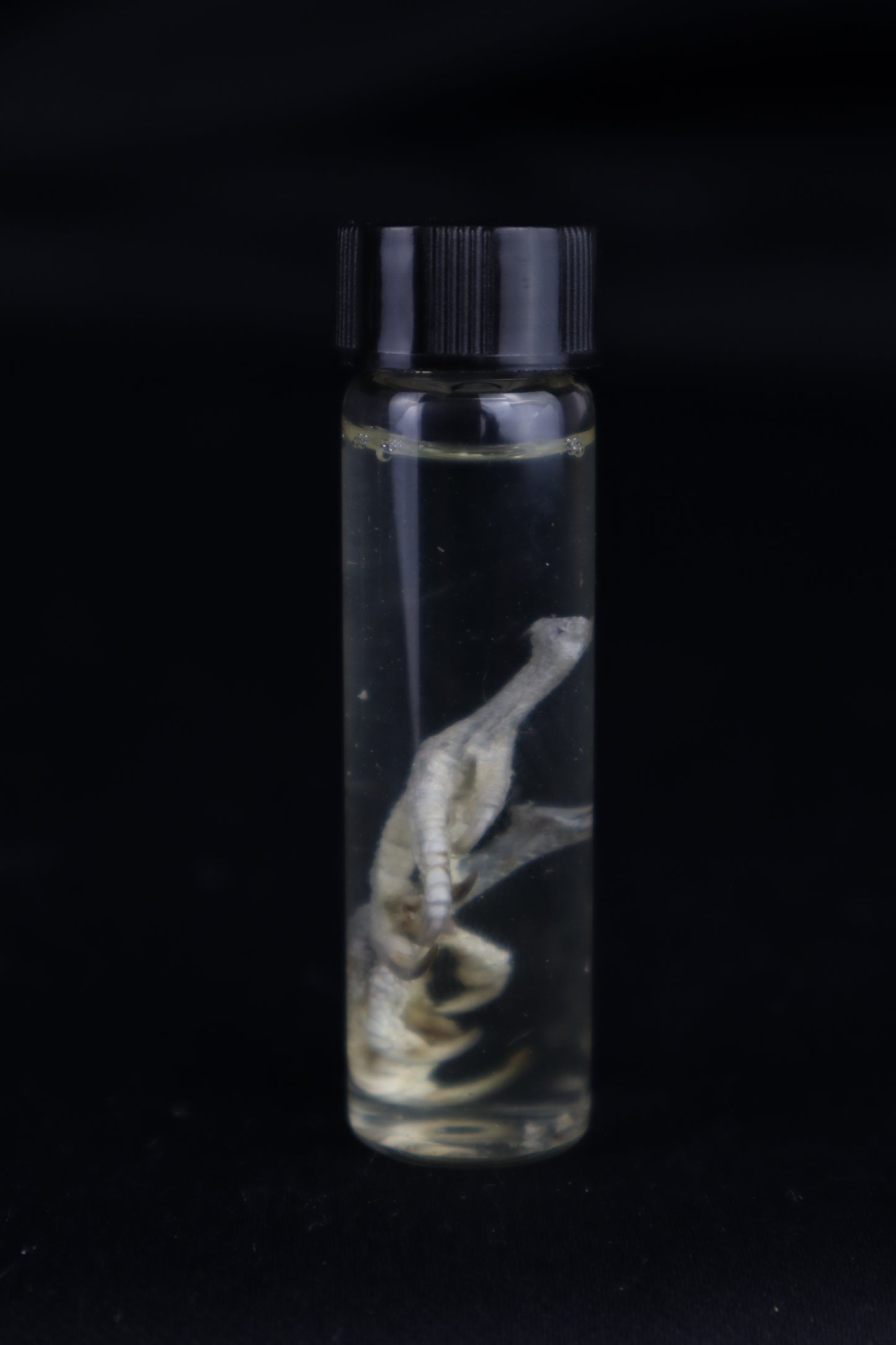Parakeet Feet Wet Specimen