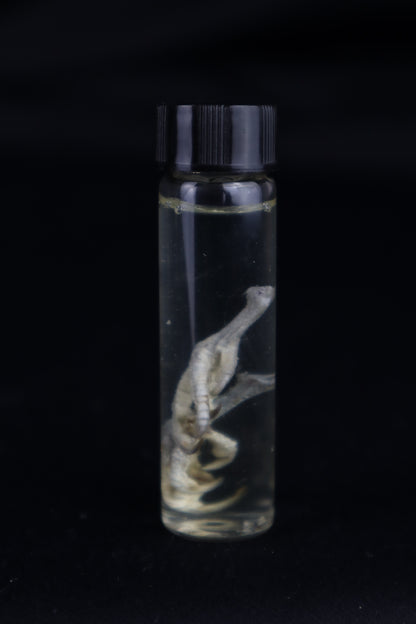 Parakeet Feet Wet Specimen