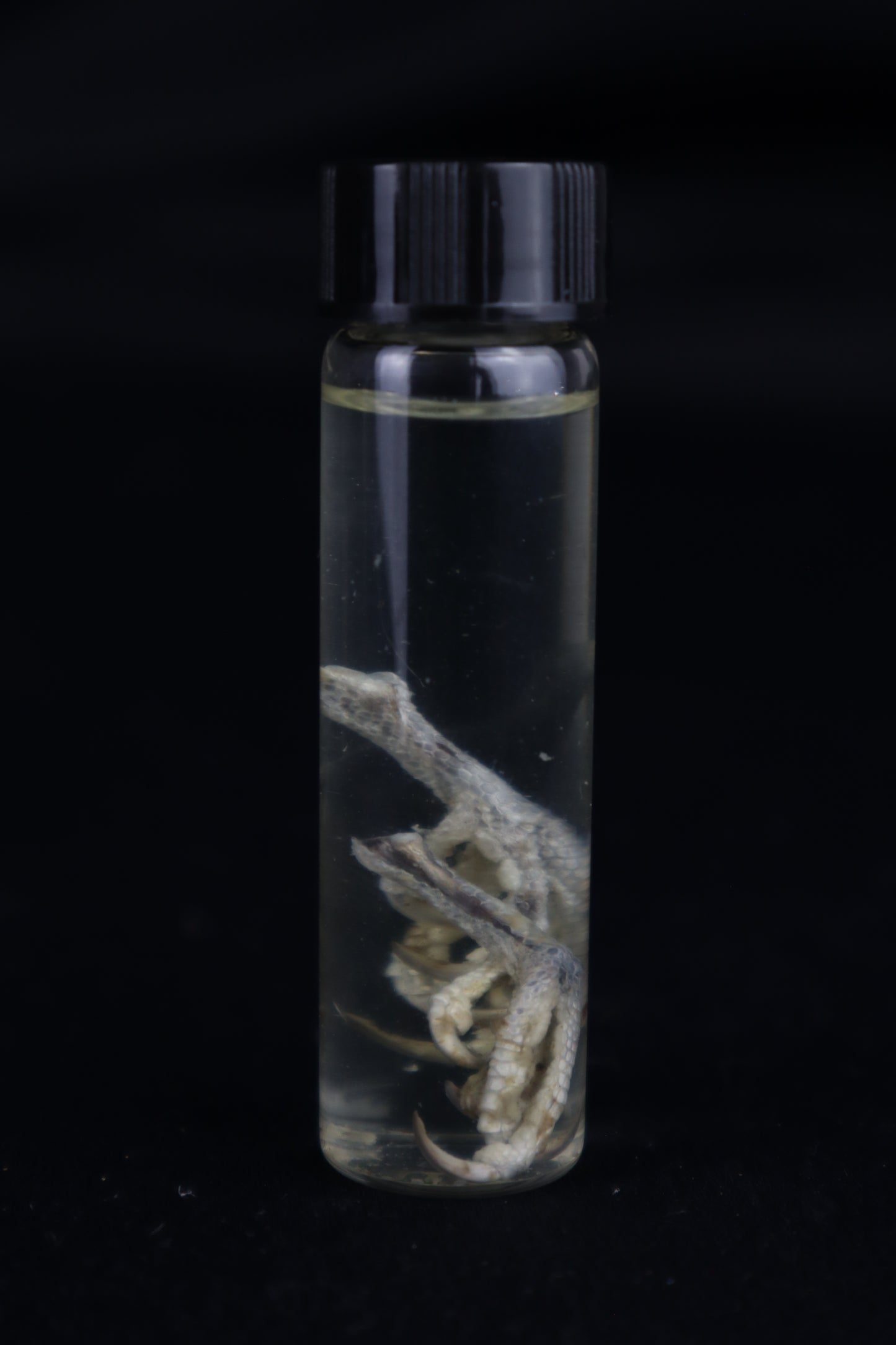 Parakeet Feet Wet Specimen