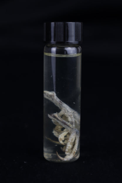 Parakeet Feet Wet Specimen