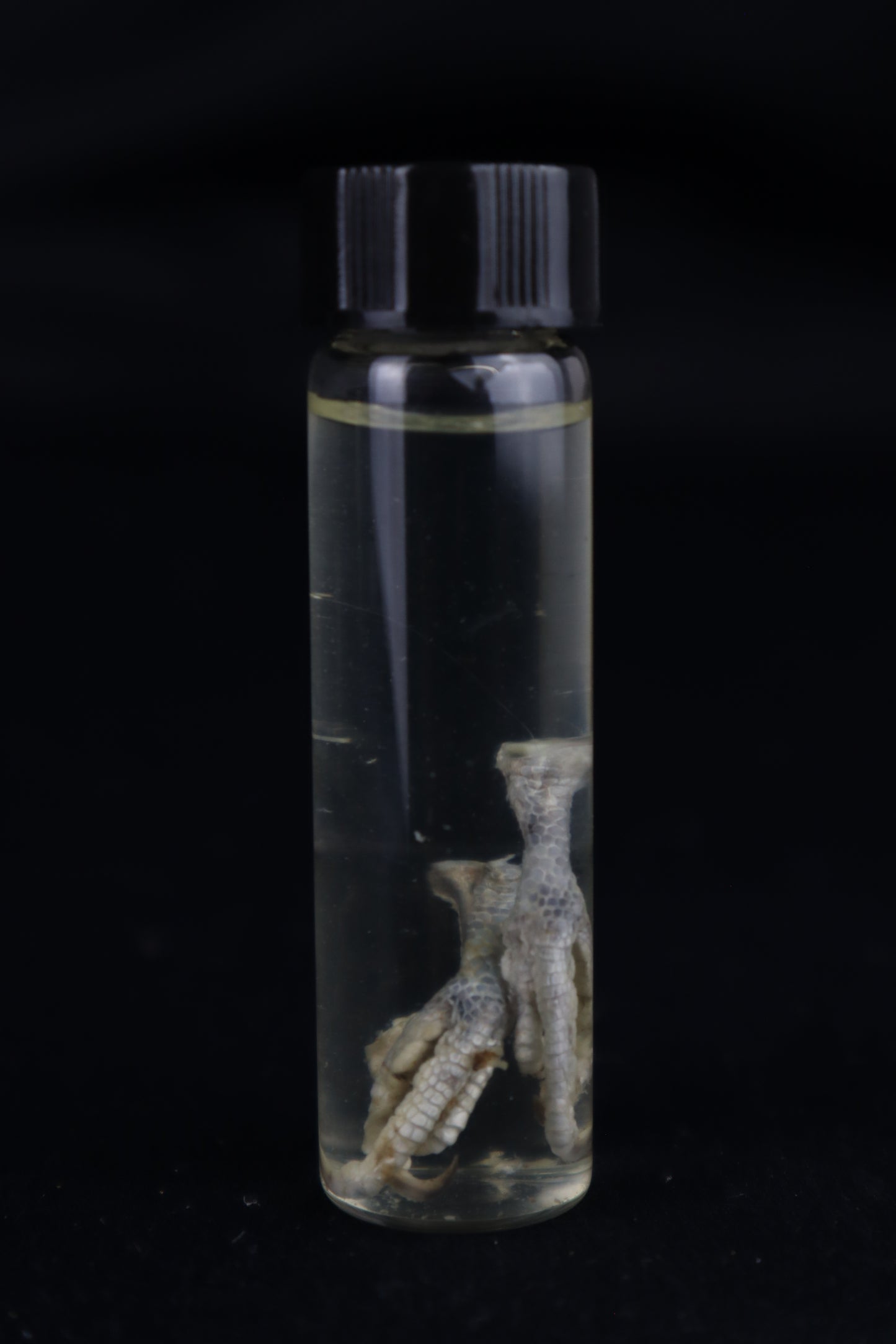 Parakeet Feet Wet Specimen