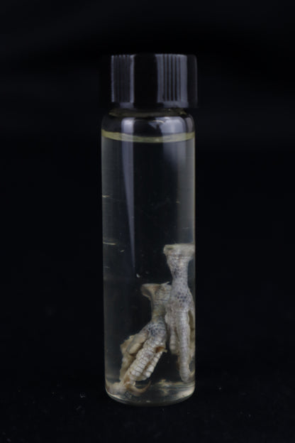Parakeet Feet Wet Specimen