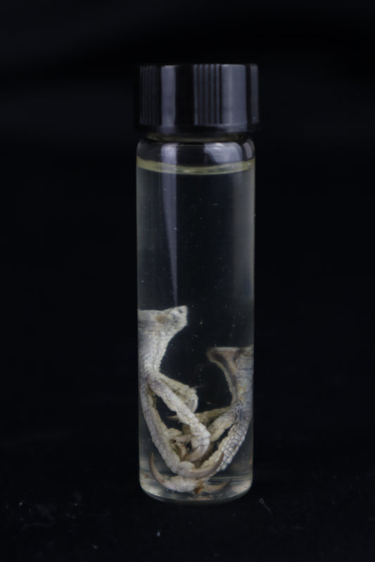 Parakeet Feet Wet Specimen