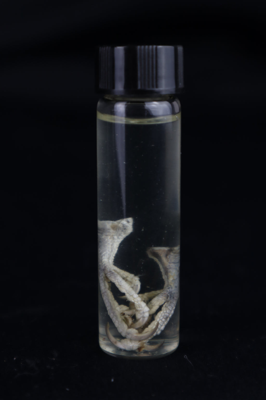 Parakeet Feet Wet Specimen